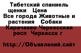 Тибетский спаниель щенки › Цена ­ 60 000 - Все города Животные и растения » Собаки   . Карачаево-Черкесская респ.,Черкесск г.